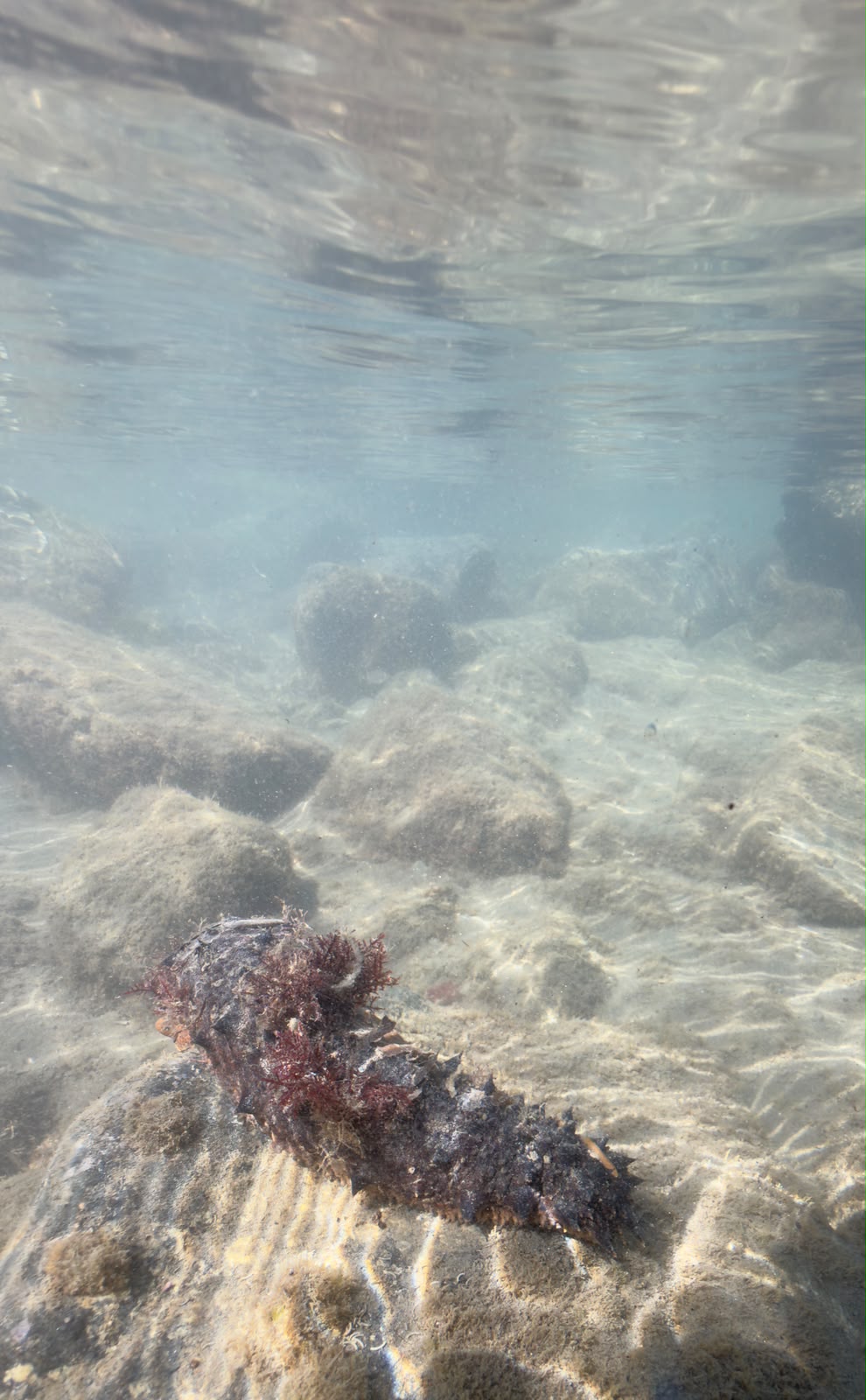 L''oloturia, un''isola vivente